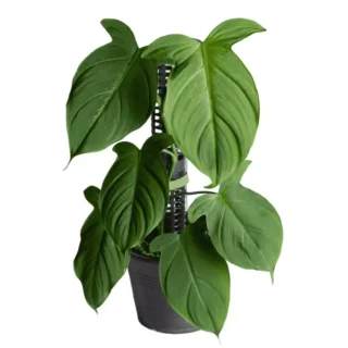 Philodendron Camposportoanum - Rare
