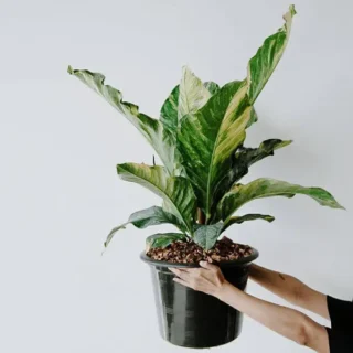 Anthurium Renaissance Tri-color - Rare