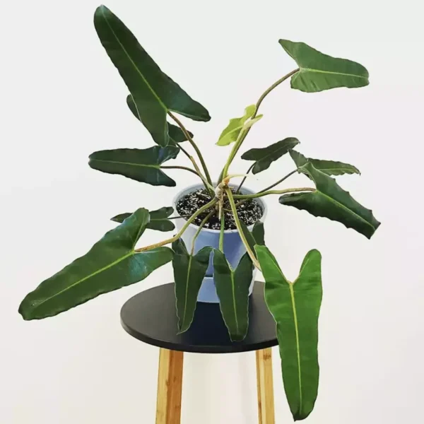 Philodendron Atabapoense - Rare - Image 2
