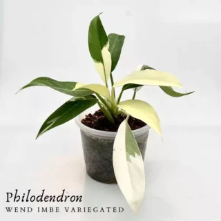 Philodendron Wend Imbe Variegated- Very Rare