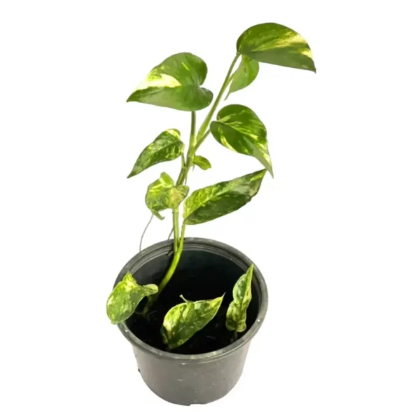 Epipremnum Pinnatum 'Yellow Flame'- Rare - Image 3