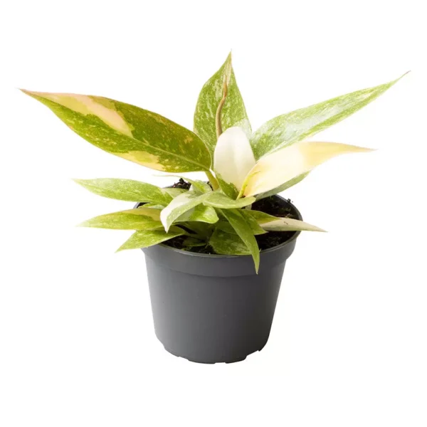Philodendron Ring Of Fire Variegated - Rare - Image 3
