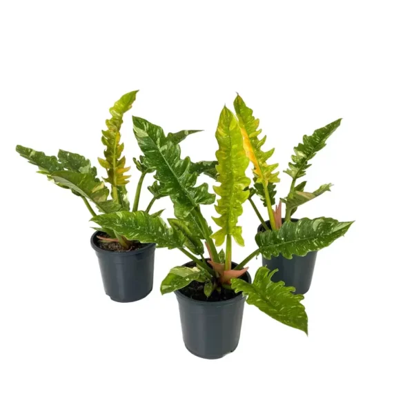 Philodendron Ring Of Fire Variegated - Rare - Image 2