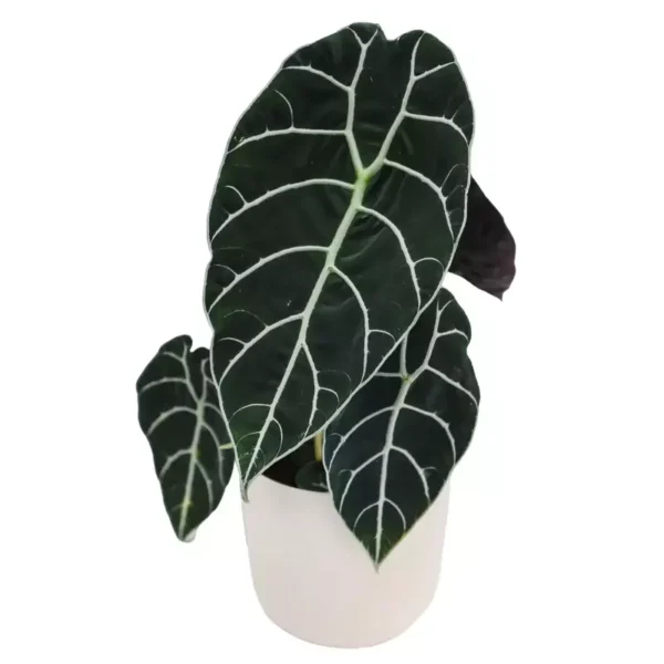 Alocasia Watsoniana -Rare - Image 2