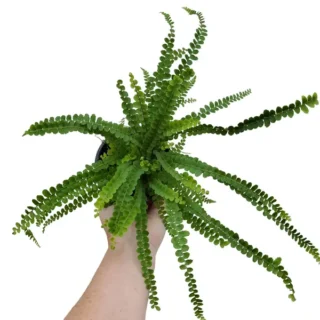 Lemon Button Fern Plant