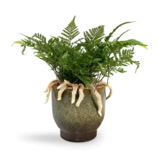 Rabbit’s Foot Fern ( Davallia solida ) - Rare