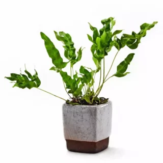 Polypodium Green Wave (Twister fern)