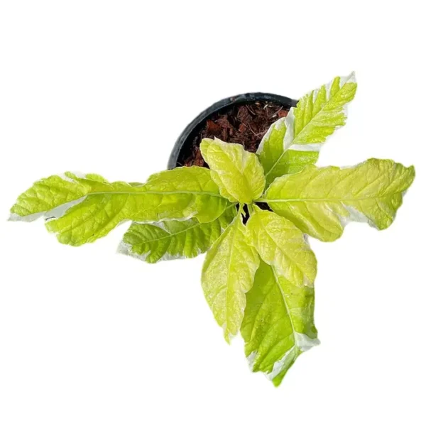 Pisonia Grandis Variegated | Variegated Moonlight Tree | Variegated LettuceTree - Rare - Image 3