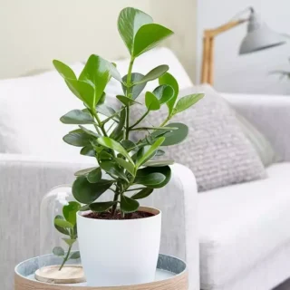 Clusia Princess Autograph Plant