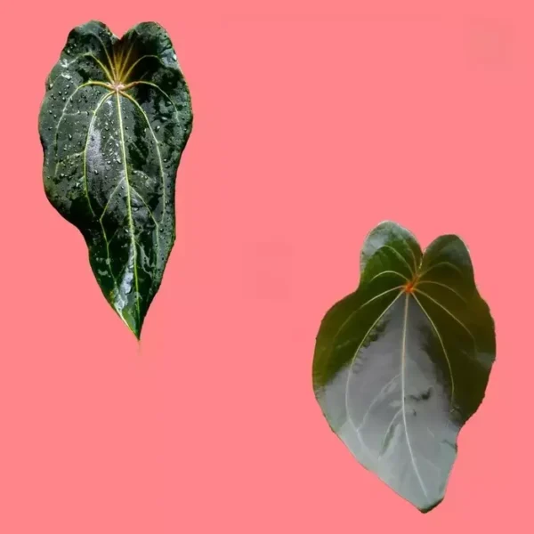 Anthurium Red Spider - Rare - Image 2
