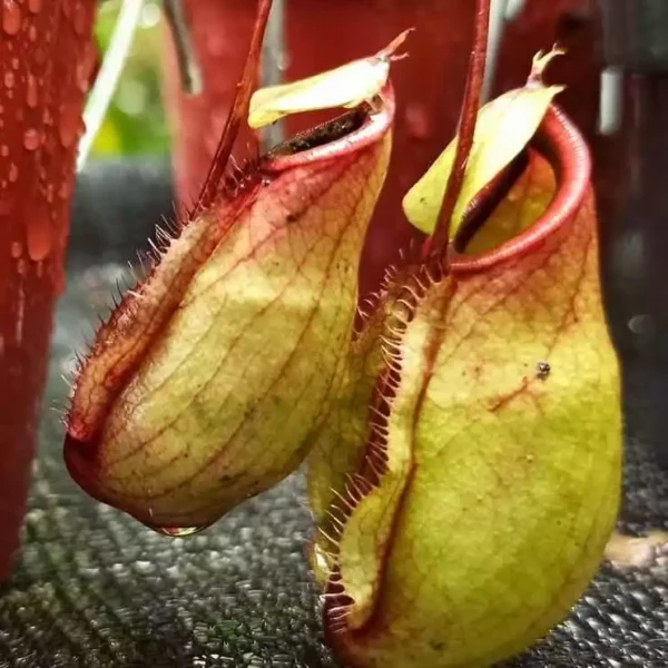 Nepenthes Mirabilis x Viking - Rare - Image 2