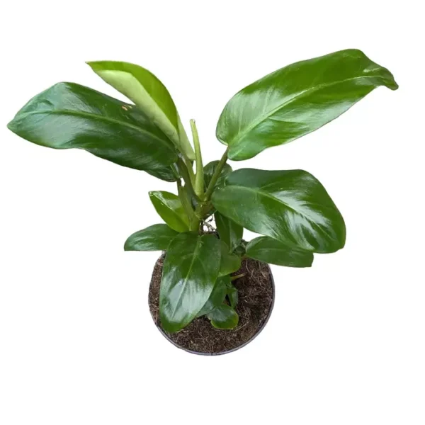 Philodendron Ceylon Green Plant - Image 2