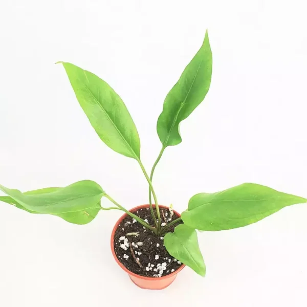 Anthurium 'Big Bill' - Rare - Image 3