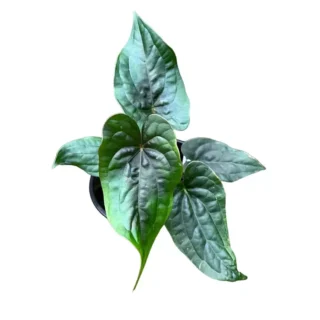 Anthurium 'Eternal Night' Mutant (Luxurians x Papillilaminum) - Rare