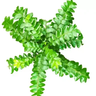 Phyllanthus Buxifolius