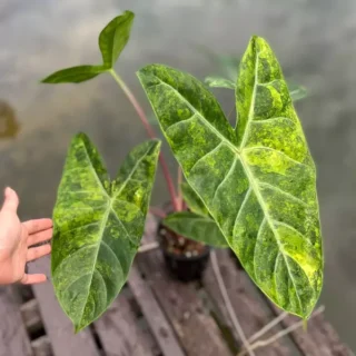 Alocasia Pink Dragon Variegated - Rare