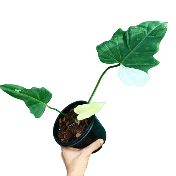 Philodendron Golden Dragon Variegated - Rare - Image 2