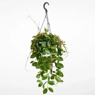Dischidia Ovata | Dischidia Water melon plant