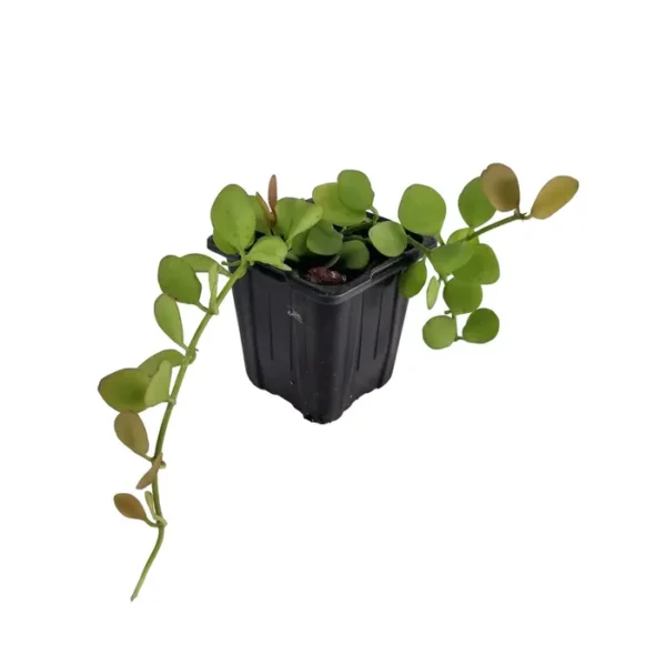 Dischidia Oiantha plant - Image 3