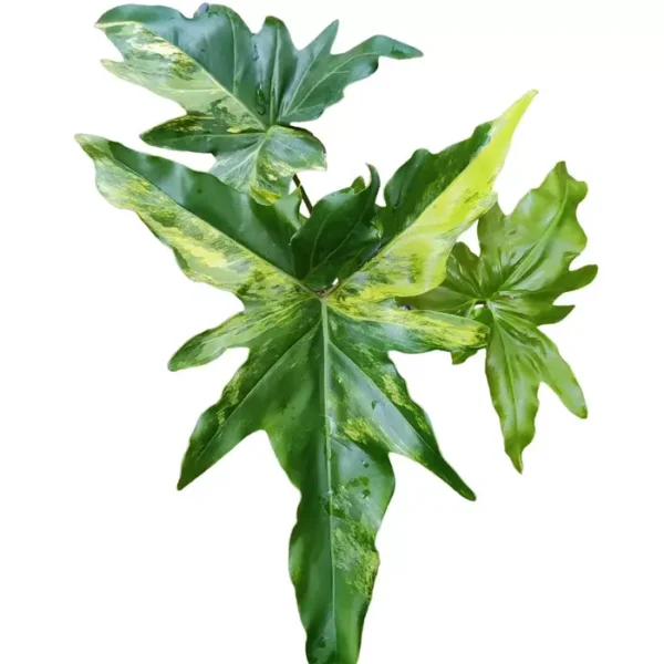 Philodendron Angela Variegated - Very Rare - Image 2