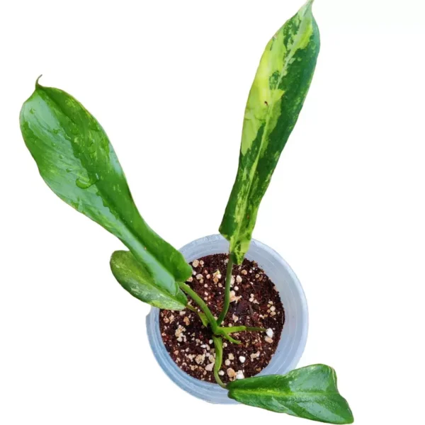 Philodendron Joepii Variegated - Super Rare - Image 2