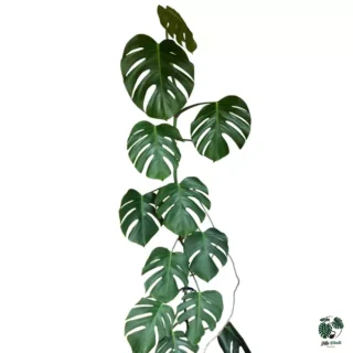 Monstera Borsigiana Plant