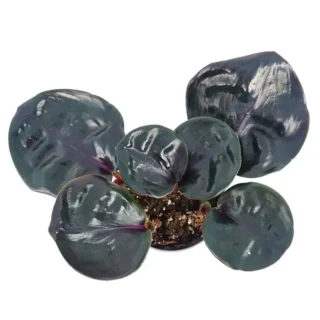 Geogenanthus ciliatus “Midnight Pearl” Plant - Rare