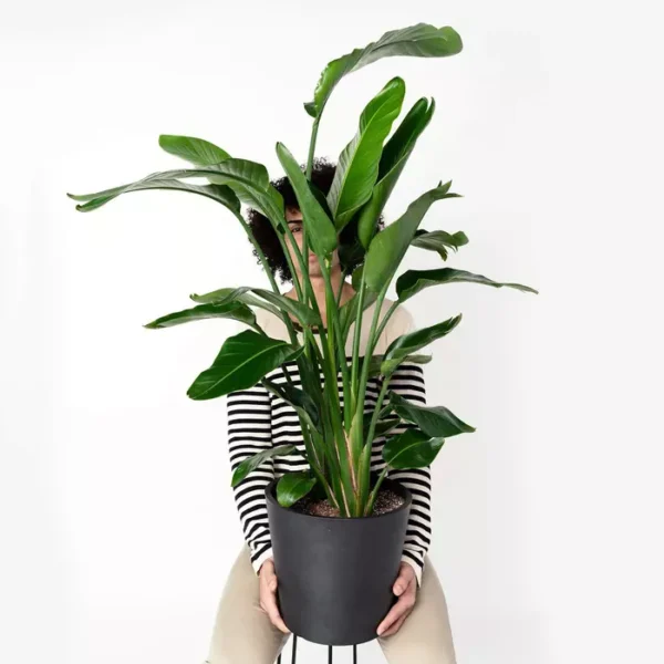 Bird Of Paradise (Strelitzia) Plant - Image 2