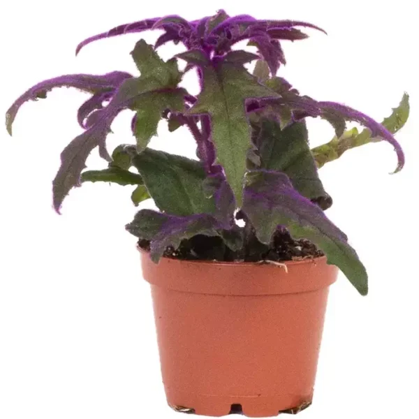 Purple Passion - Gynura Aurantiaca - Image 3