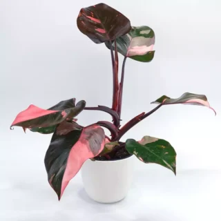 Pink Princess Philodendron - Rare