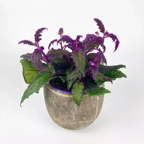 Purple Passion - Gynura Aurantiaca - Image 2