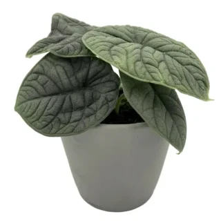 Alocasia Melo- Rare