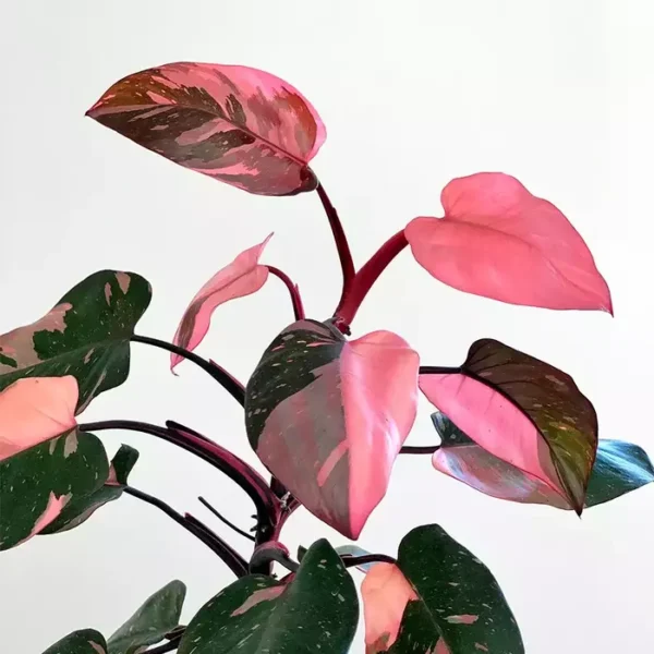 Philodendron 'Pink Princess' Live Plant - Rare - Image 2