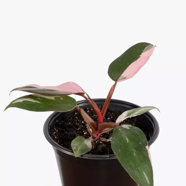Pink Princess Philodendron - Rare - Image 2