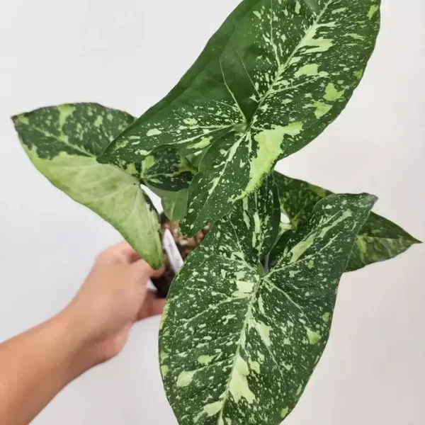 Syngonium Panda Galaxy - Image 2