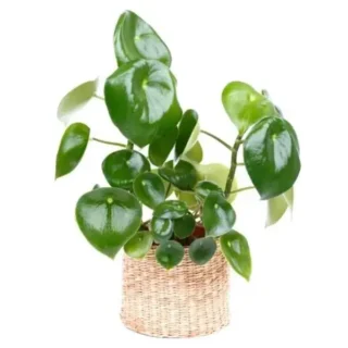 Peperomia Raindrop