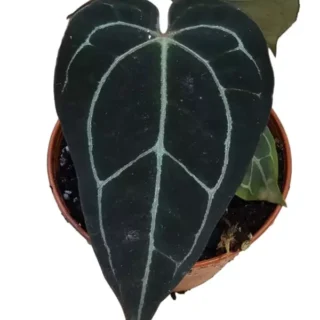 Anthurium Carla Crystallinum | Anthurium carlablackiae carla  - Rare