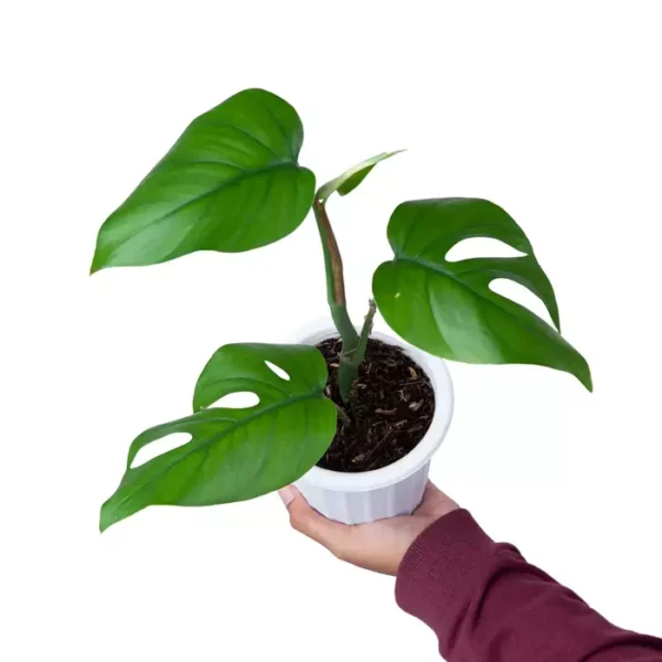 Monstera Rhaphidophora Pertusa - Image 3