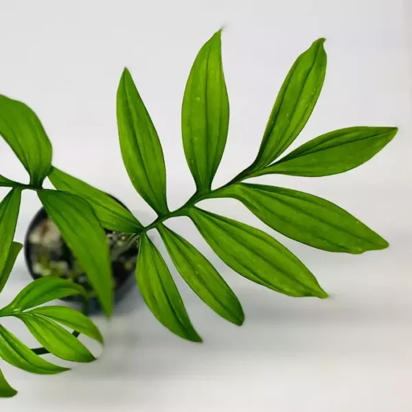 Monstera Subpinnata - Rare - Image 2