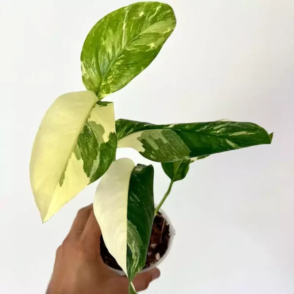 Monstera Lechleriana Variegated- Rare - Image 3