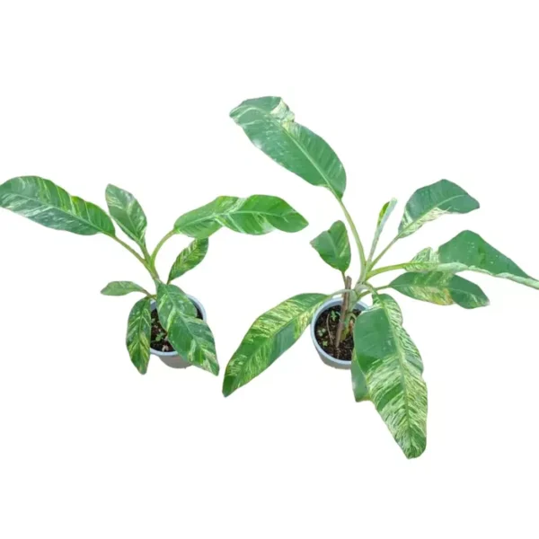 MUSA BANANA " ICE CREAM VARIEGATED- Rare - Image 3