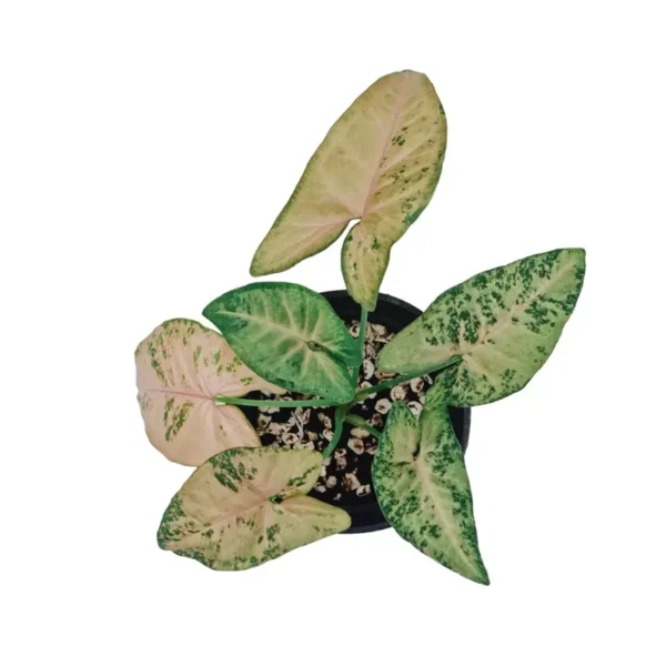 Syngonium Pink Freckles -Rare - Image 3