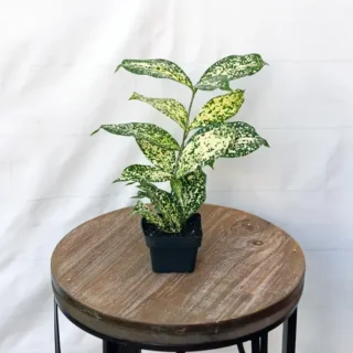 Dracaena Surculosa Gold Dust- Live plant