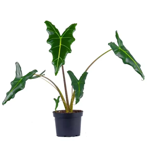 Alocasia Sarian - Rare - Image 2