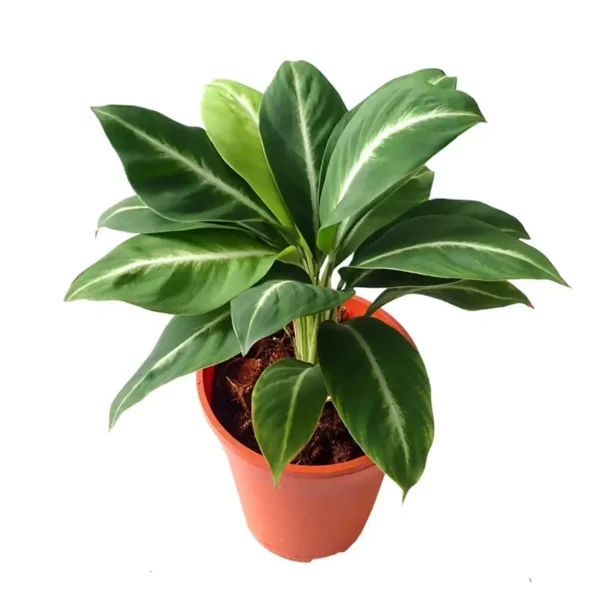 SPATHIPHYLLUM PEACELILY SILVER STREAK MINIATURE - Rare - Image 3