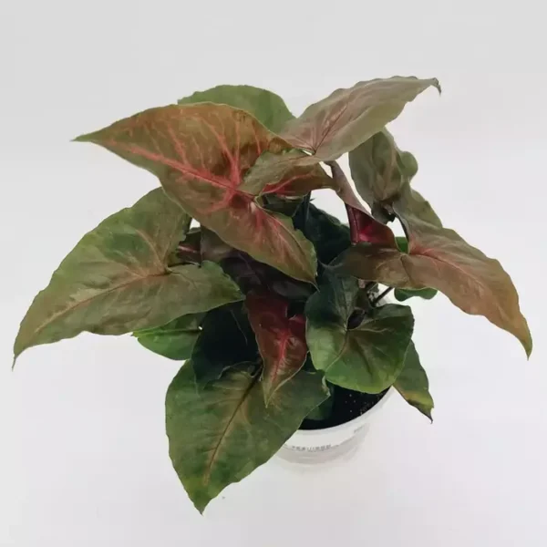 Syngonium Podophyllum ‘Bronze Maria’ - Image 2