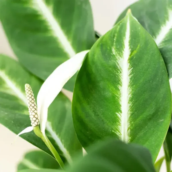 SPATHIPHYLLUM PEACELILY SILVER STREAK MINIATURE - Rare - Image 2