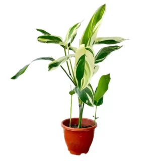 Maranta Arundinacea Variegated