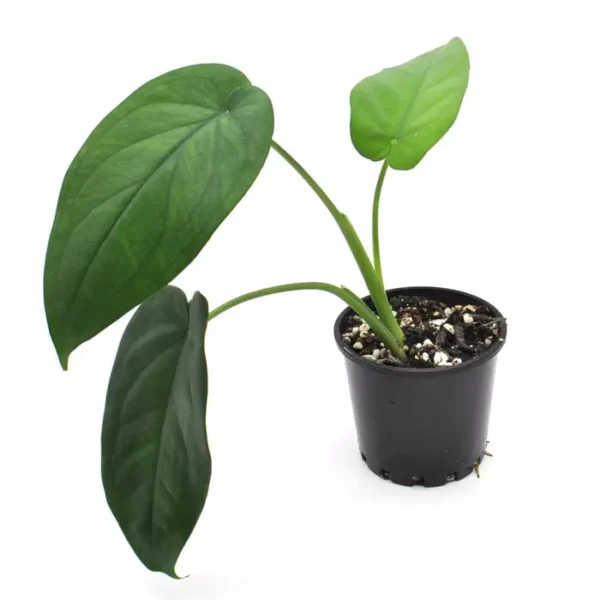 Syngonium Chiapense - Rare - Image 3