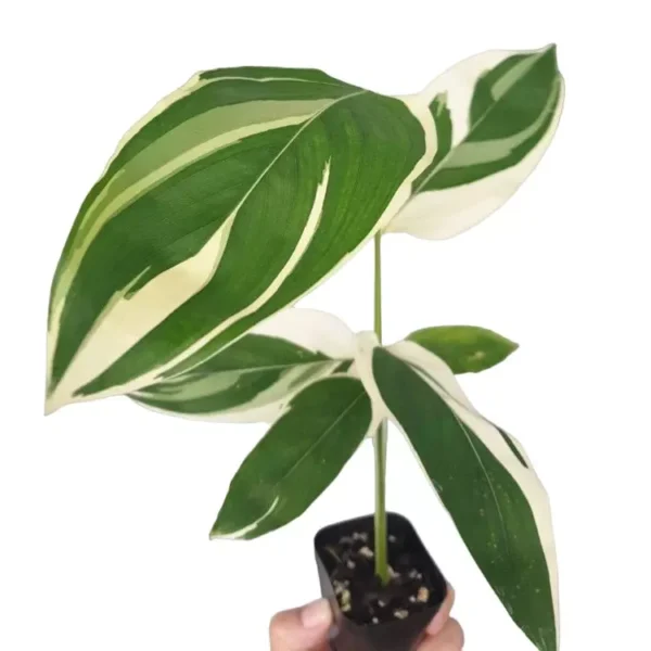 Maranta Arundinacea Variegated - Image 3
